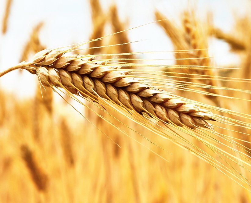 Stock picture of a closeup frame of an ear of wheat with a blurred field in the background