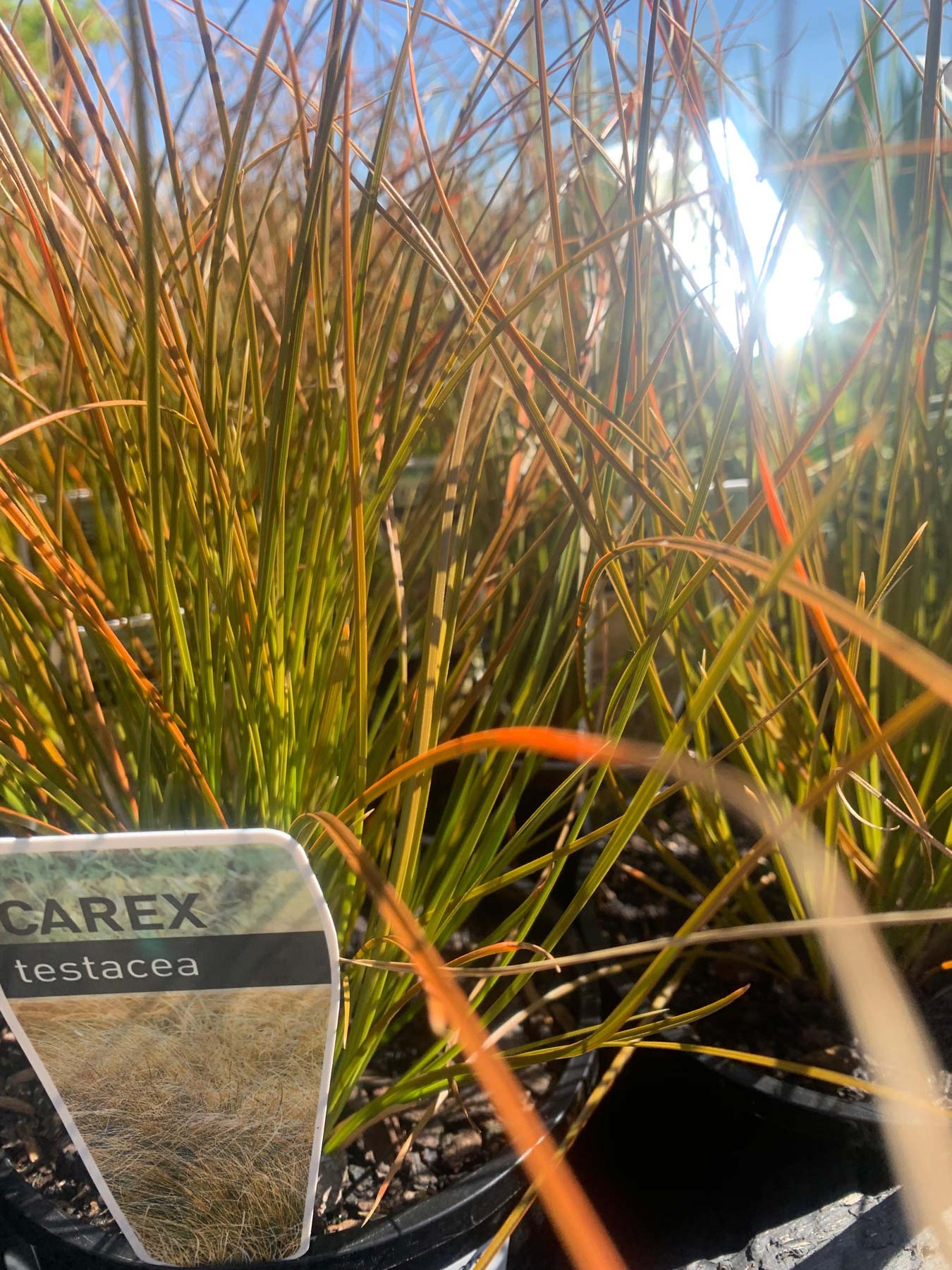 Grasses