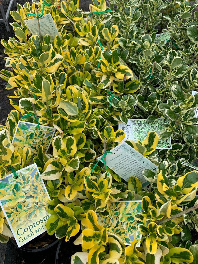 Coprosma