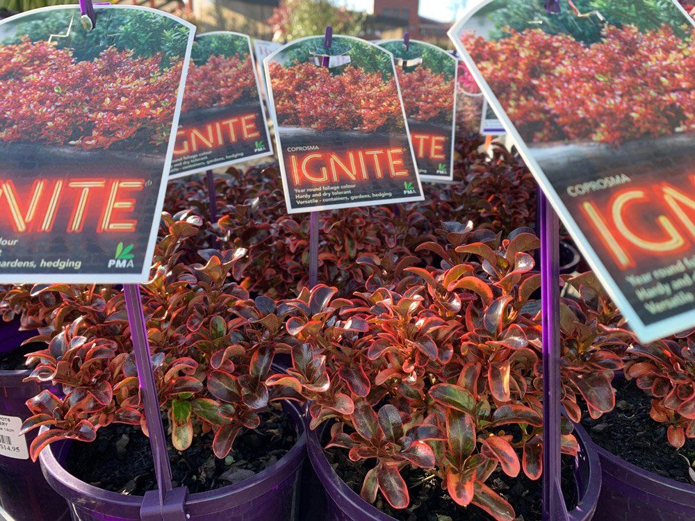 Coprosma Ignite