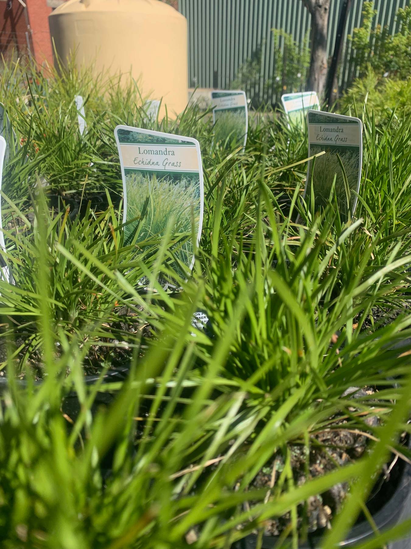 Grasses