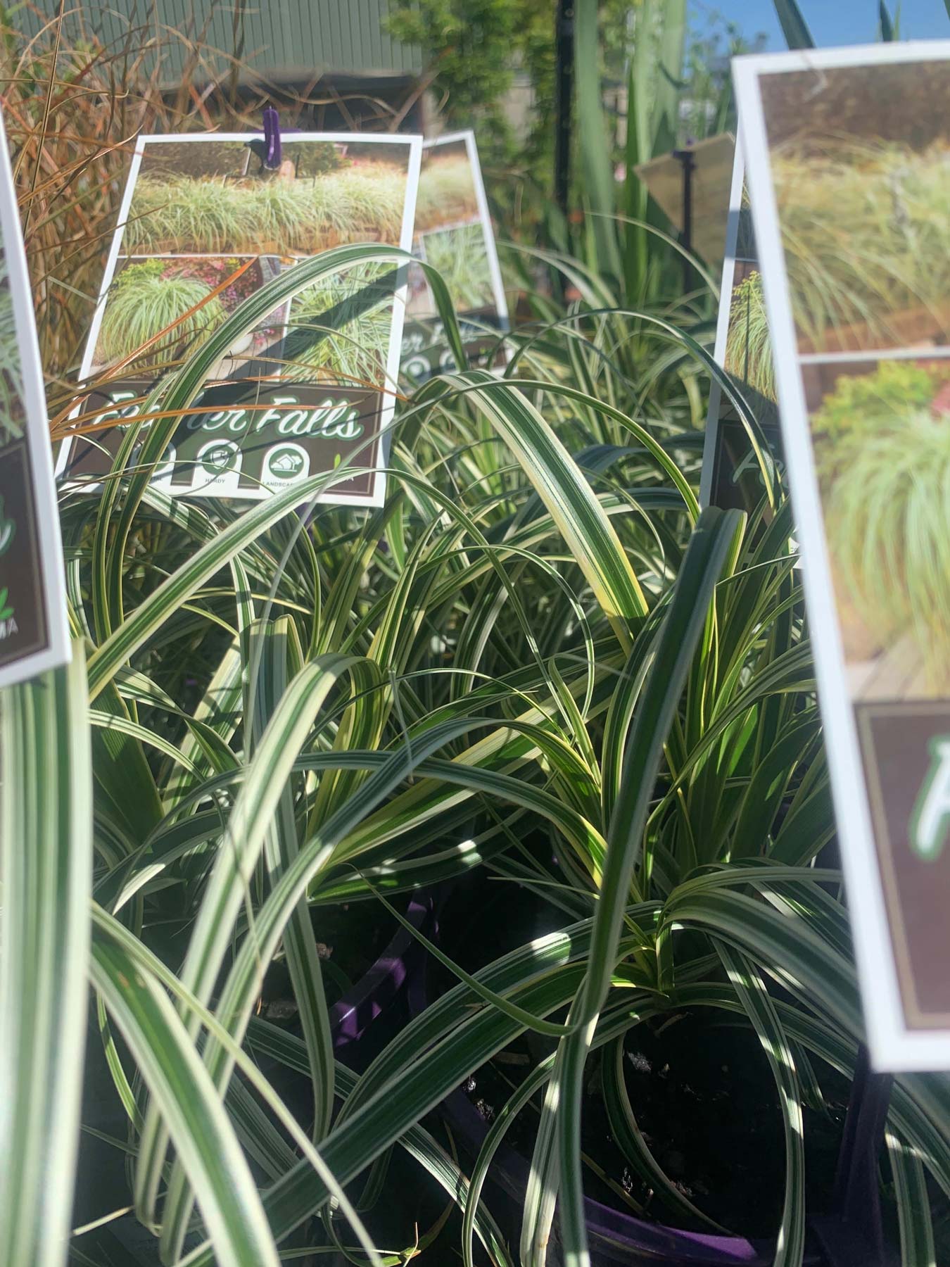 Grasses