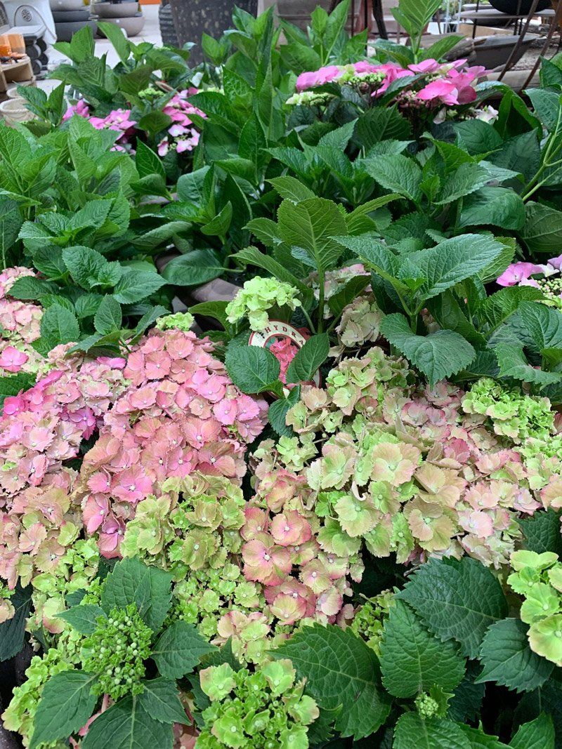 Hydrangea