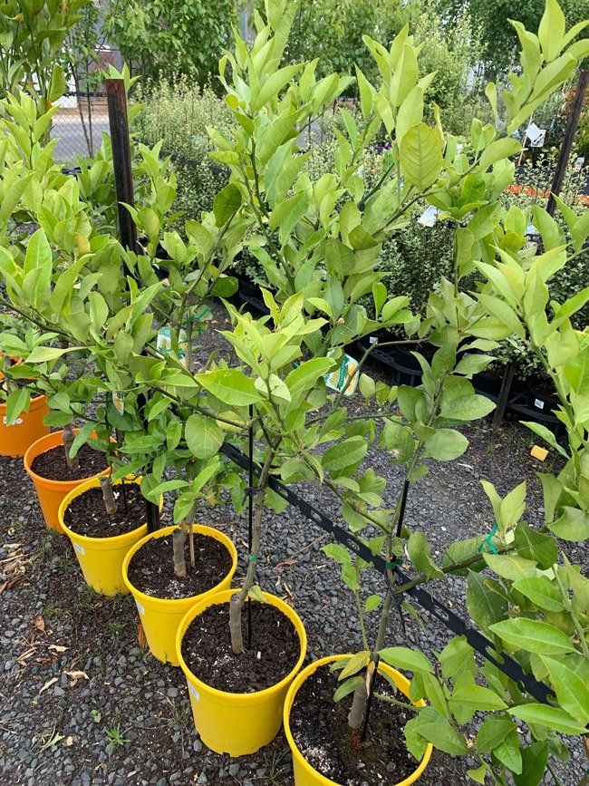 Lemon-Tree