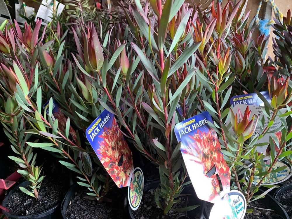 Leucadendron Jack Harre