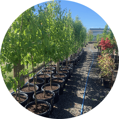 Ornamental Pears Ornamental Pears