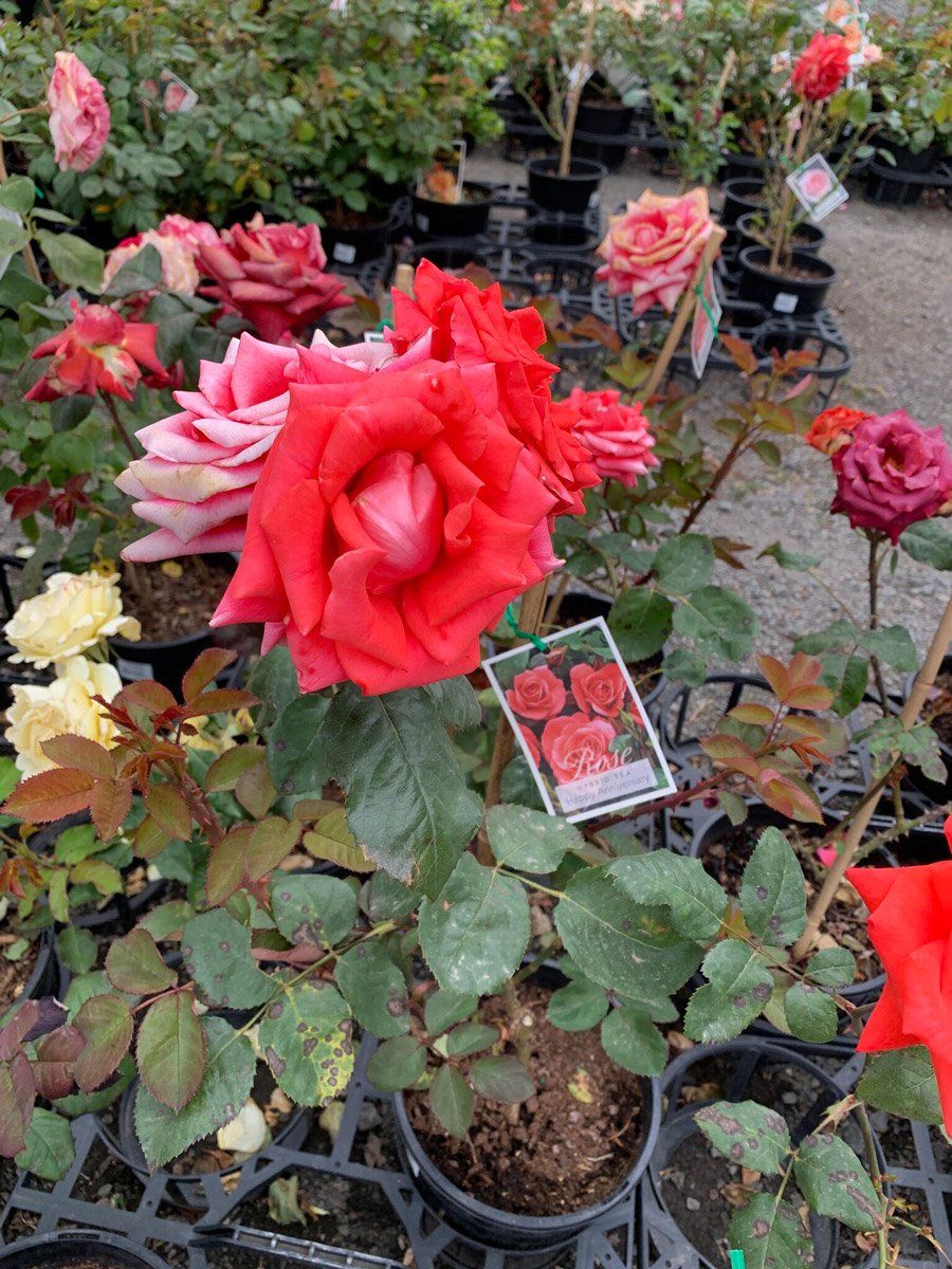 Roses