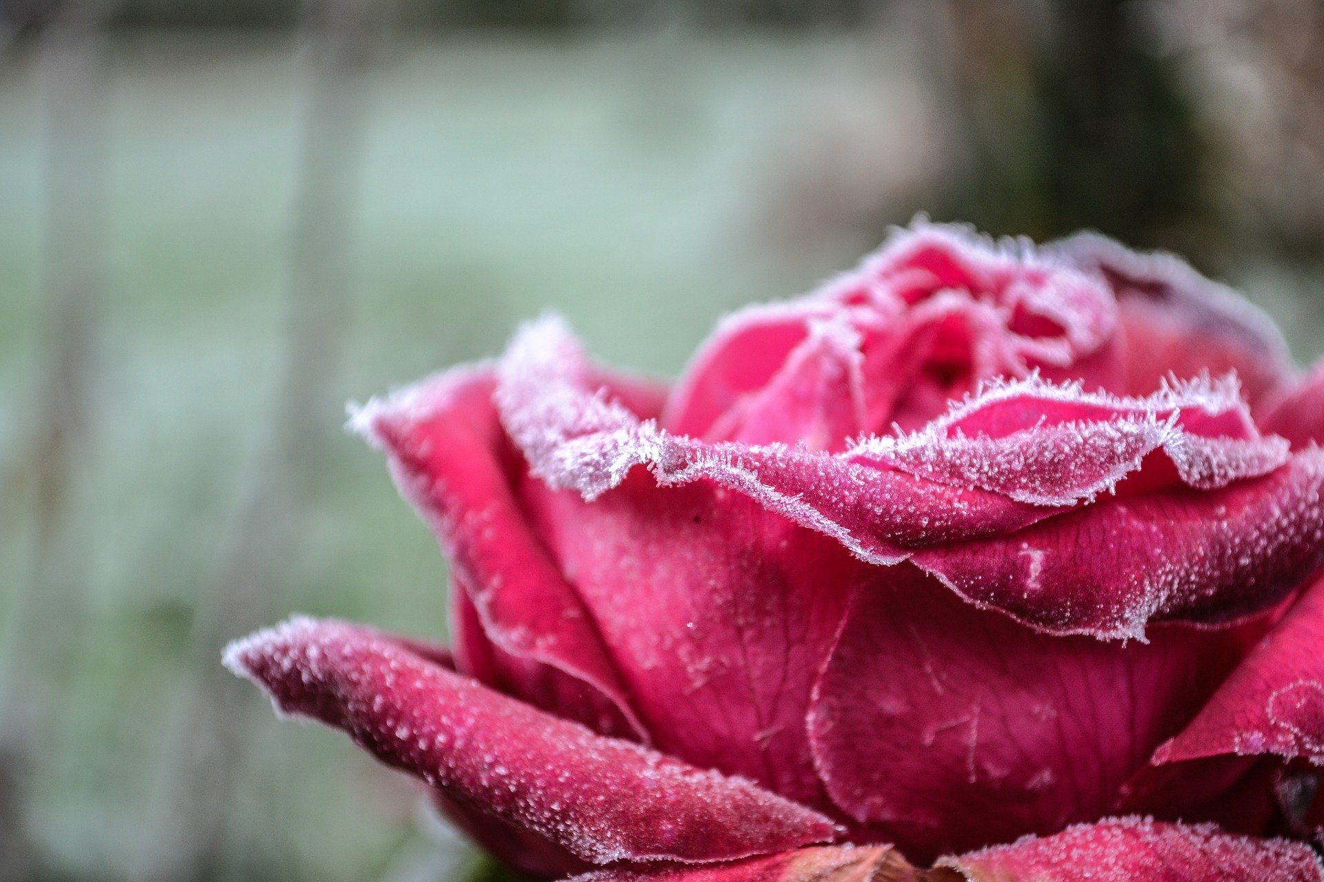 Wintery Flowers and Shrubs