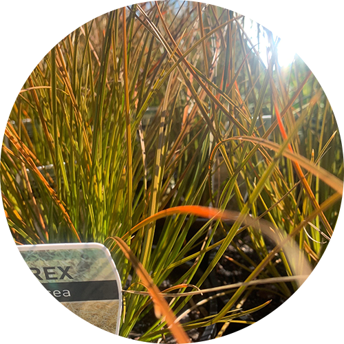 carex testacea