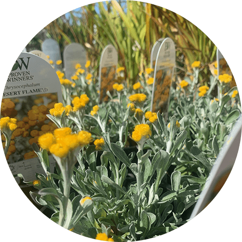 chrysocelum