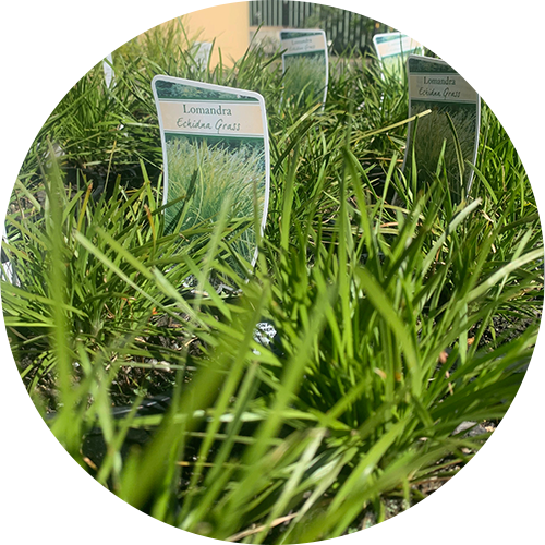 echinda grass