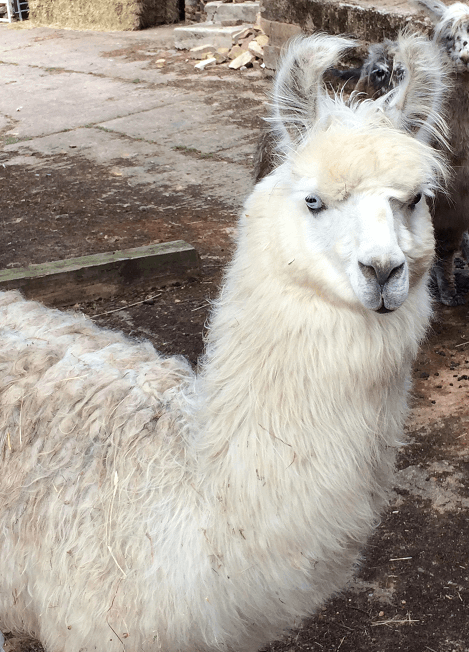 Llama on a farm