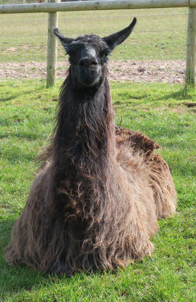 Briery Hill Llamas 3