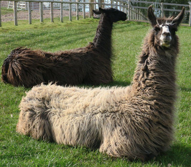 Briery Hill Llamas 1