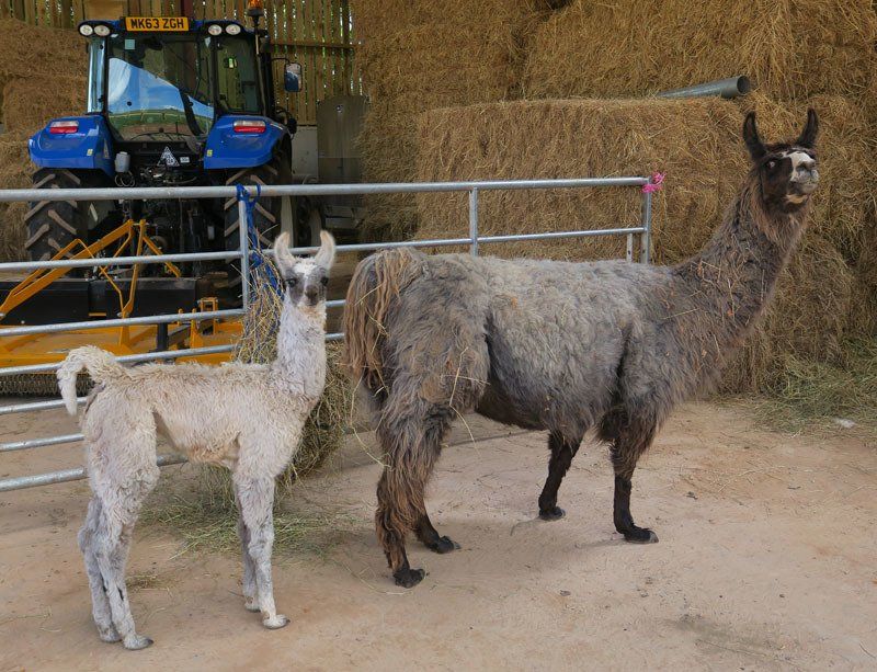Llama on a farm