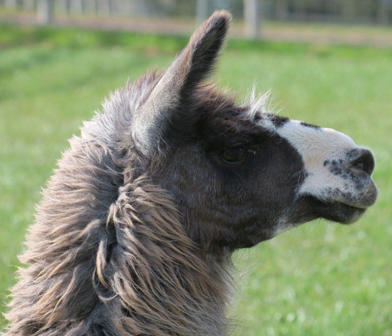 Briery Hill Llamas 2
