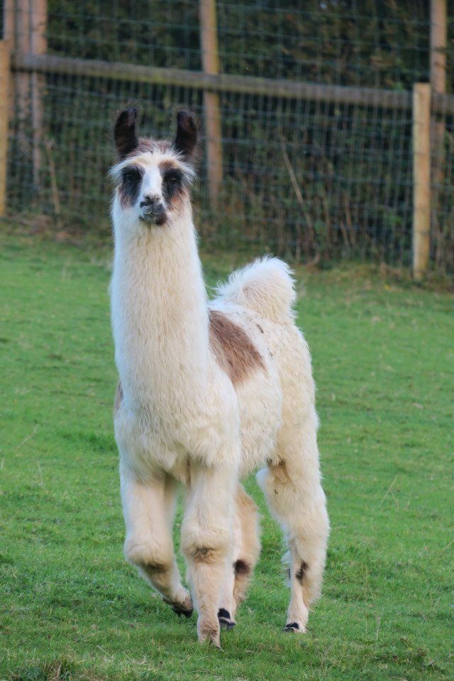 Briery Hill Llamas 4