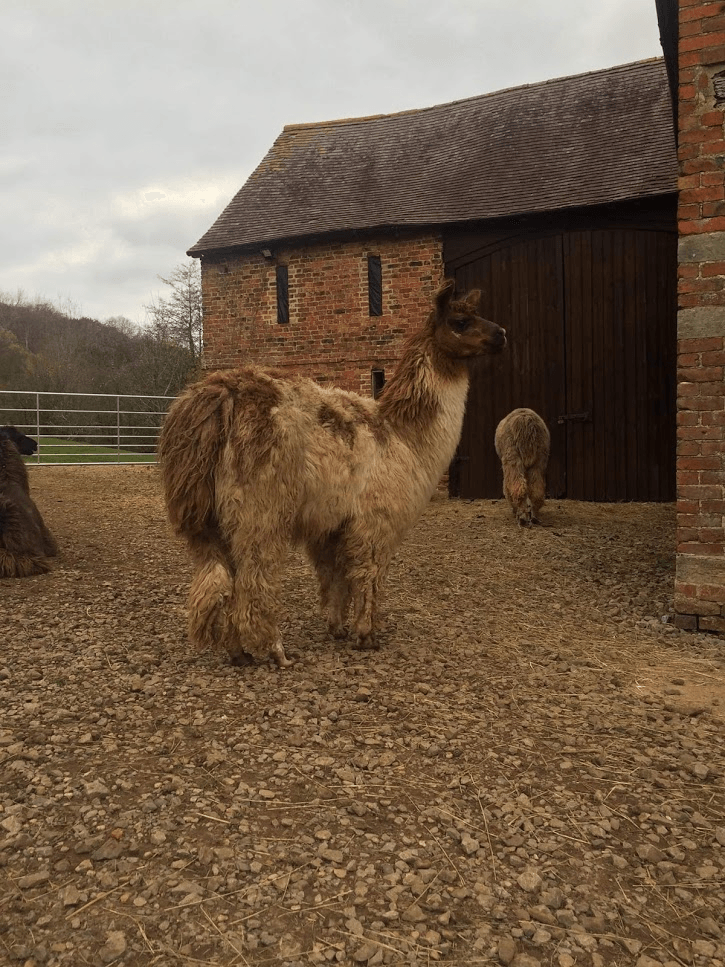 Briery Hill Llamas 1