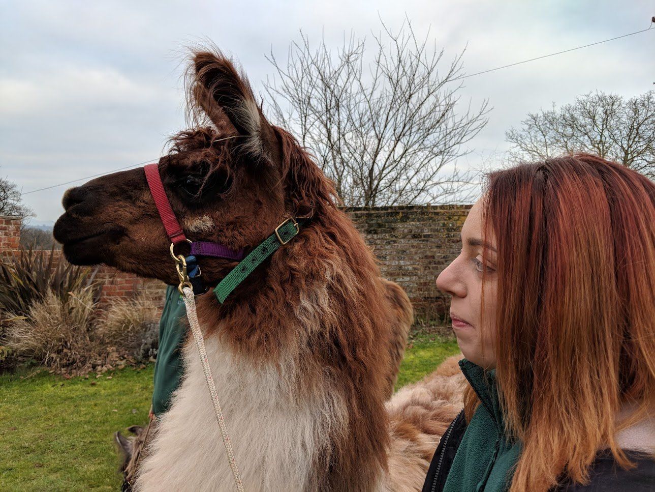 Briery Hill Llamas 5