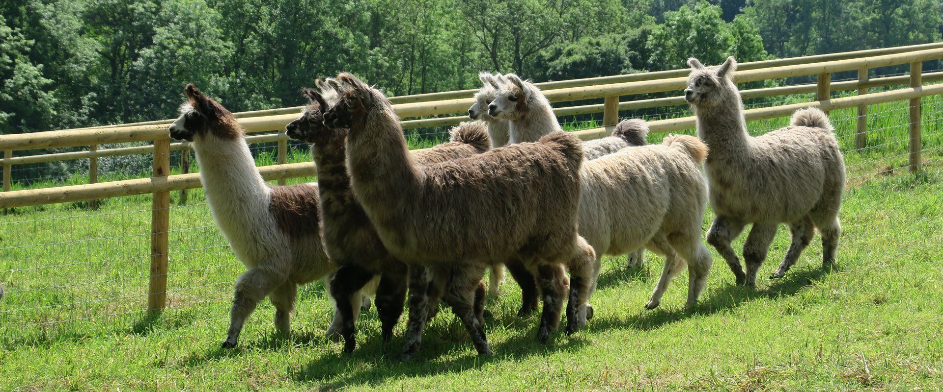 Meet the Llamas
