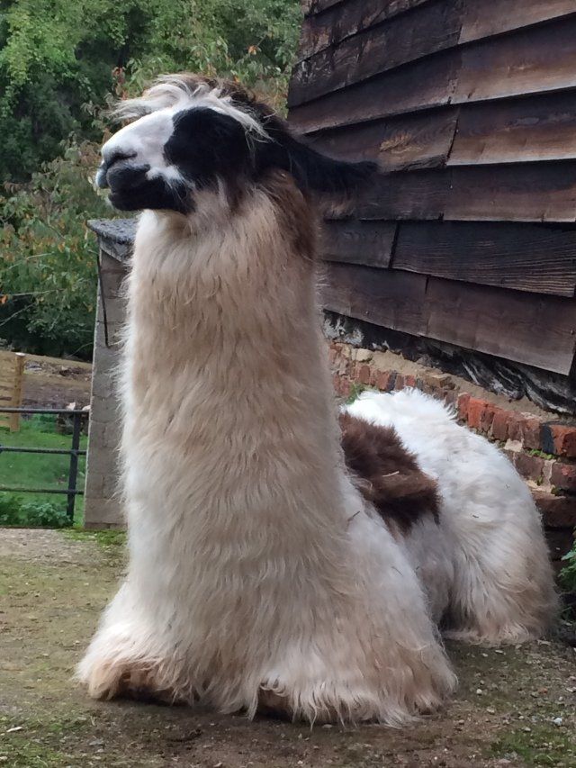 Meet Horace