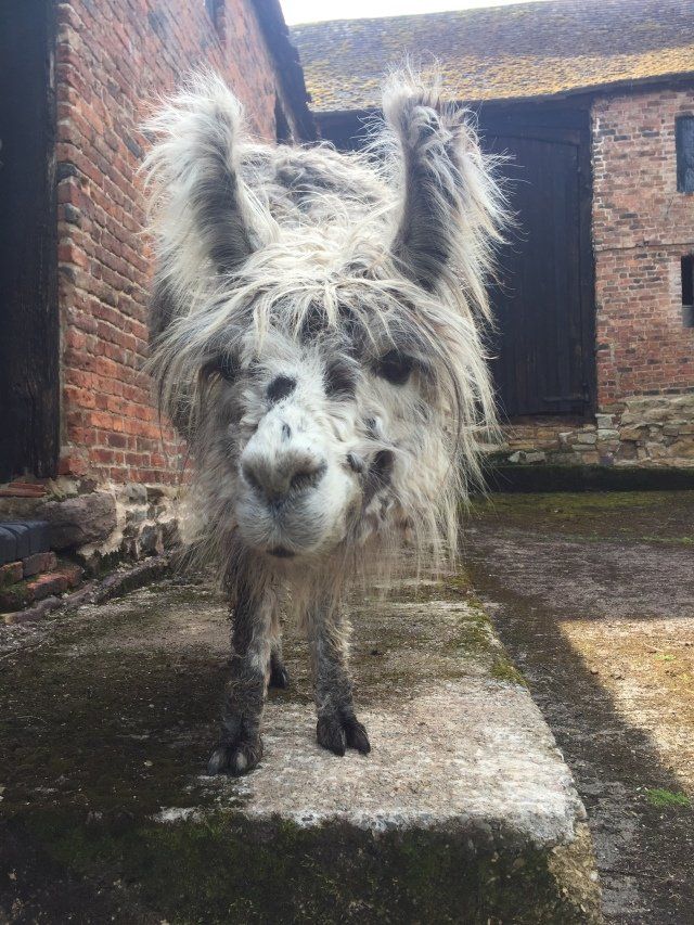 Briery Hill Llamas 7