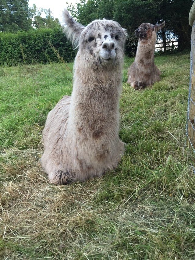 Briery Hill Llamas 9