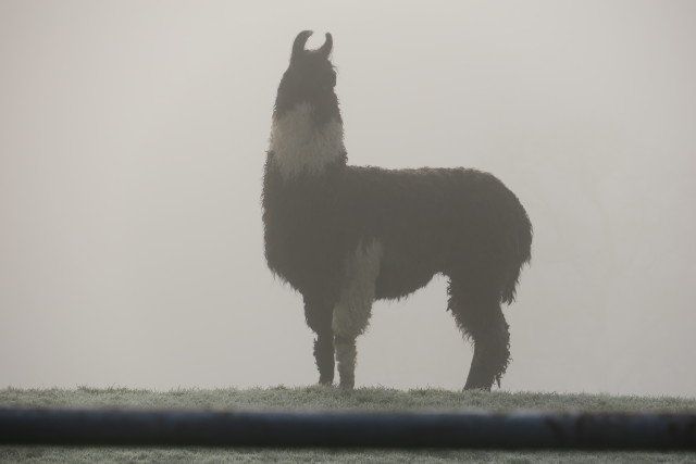 Briery Hill Llamas 10