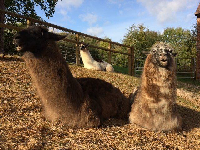Briery Hill Llamas 2