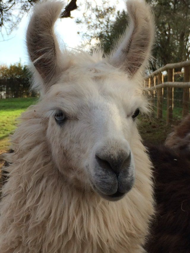 Llama on a farm