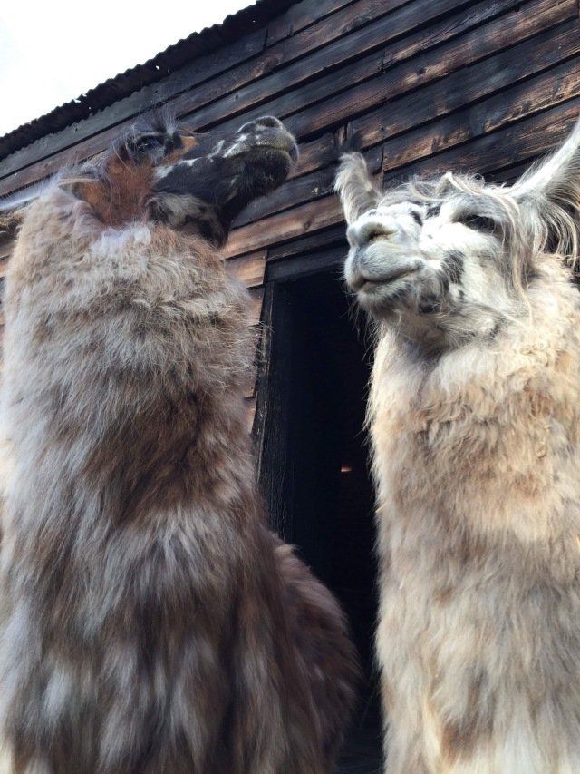 Briery Hill Llamas 2