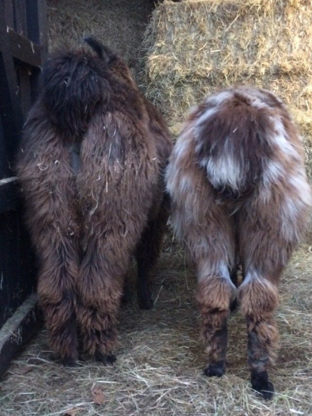 Briery Hill Llamas 6