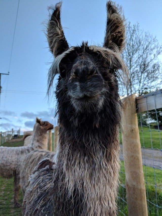 Llama on a farm
