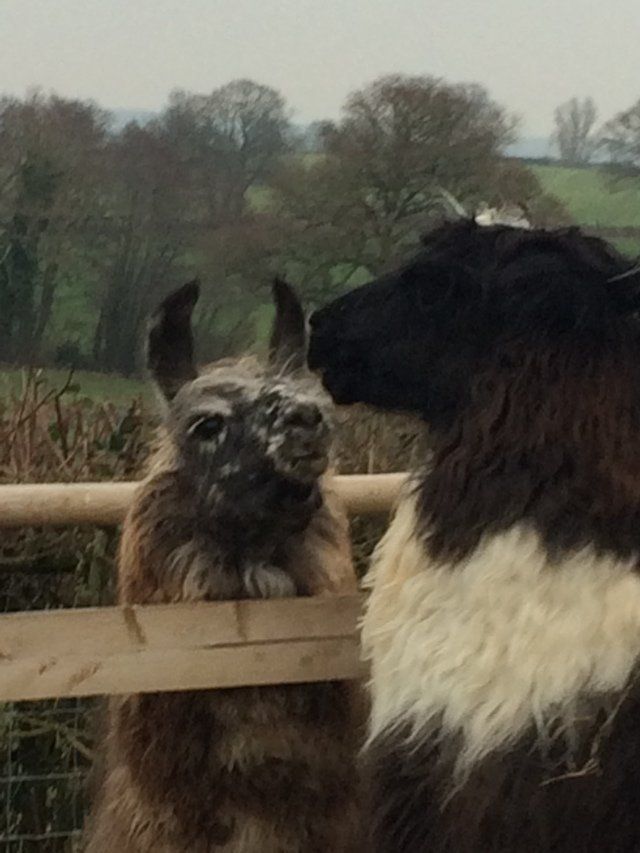 Briery Hill Llamas 5