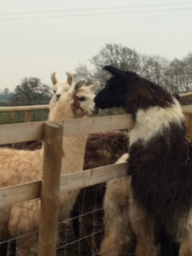 Briery Hill Llamas 5