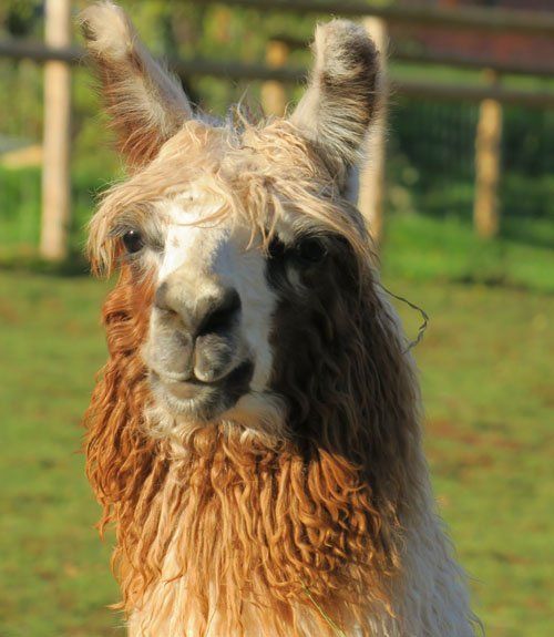 Briery Hill Llamas 4