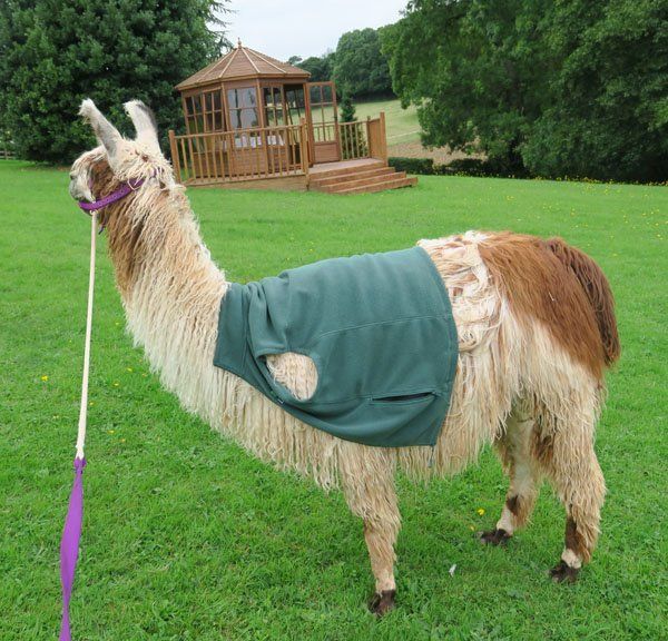 Briery Hill Llamas 2