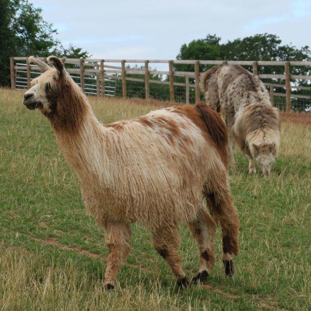 Briery Hill Llamas 3