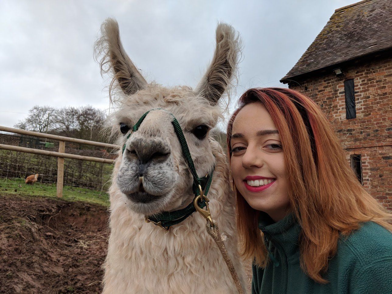Briery Hill Llamas 6