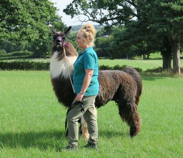 Briery Hill Llamas 4
