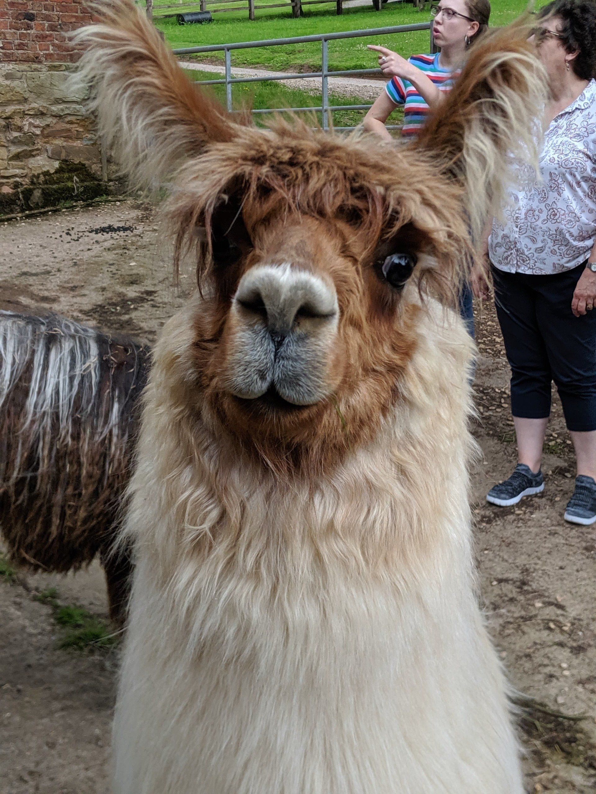 Briery Hill Llamas 2