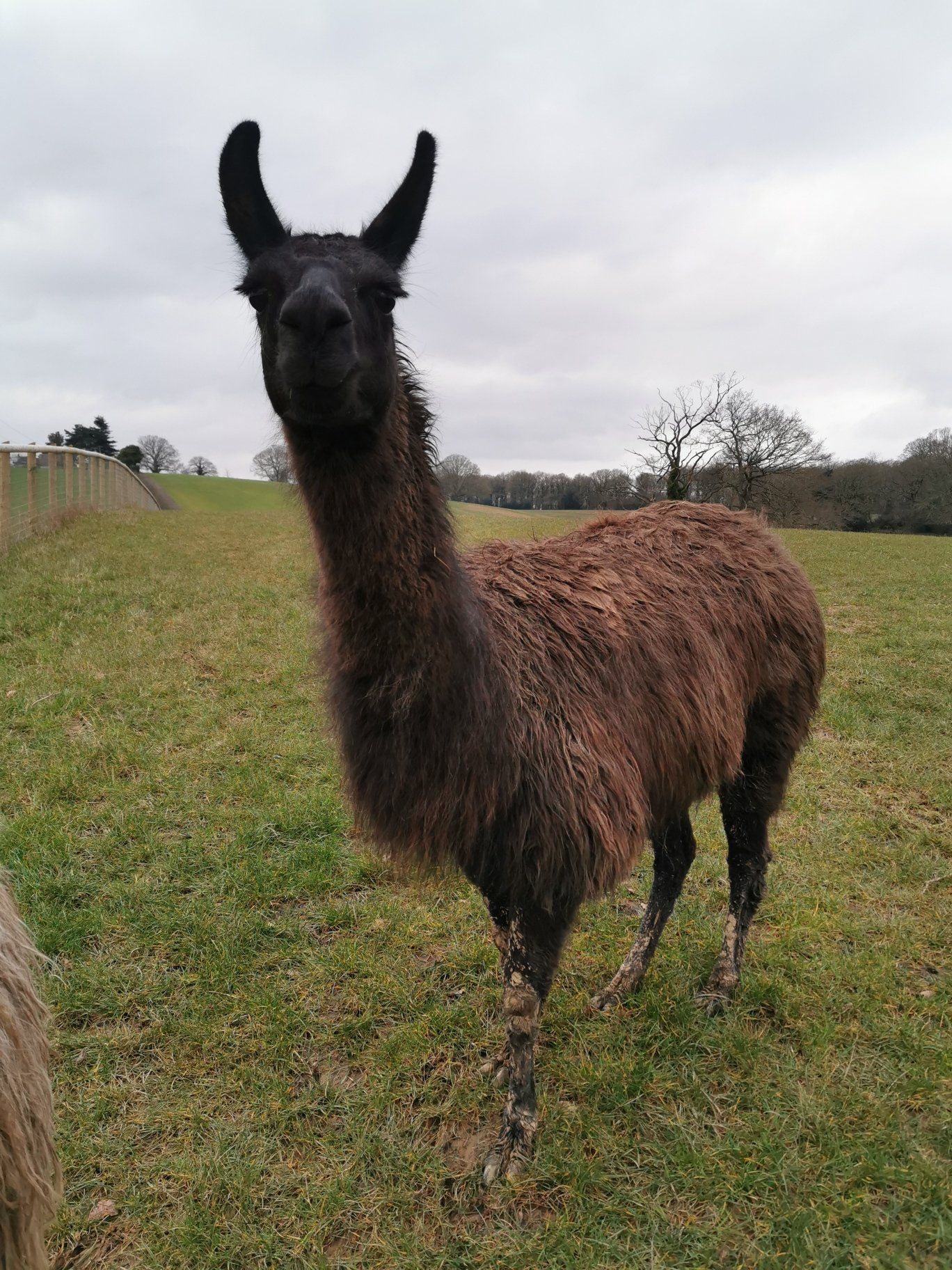 Meet Stardust