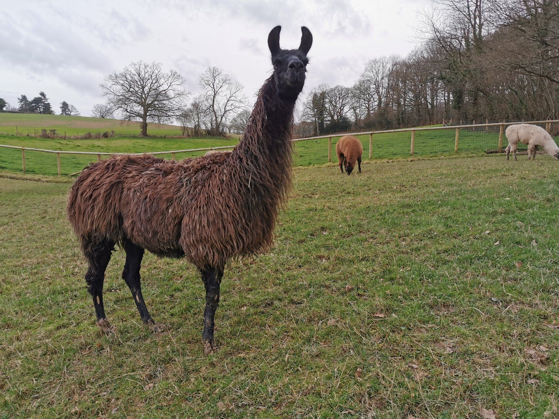 Briery Hill Llamas 2