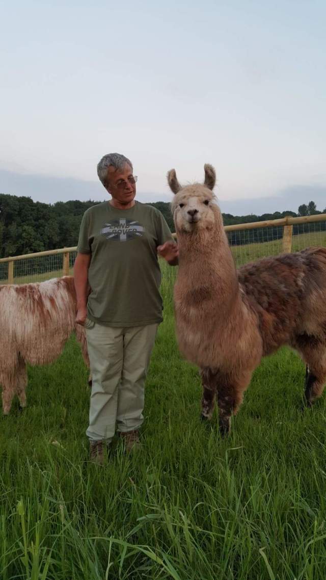 Briery Hill Llamas 8