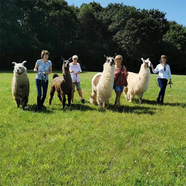 Llama Experience Without Food