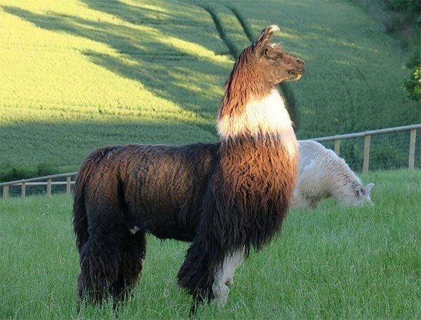 Llama Experience Without Food