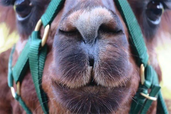 Llama effect