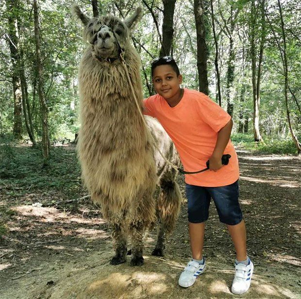 Llama on farm