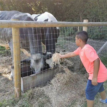 Cow on farm