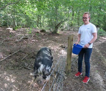 Pig on farm